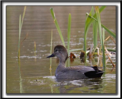 CANARD CHIPEAU, mle    /   GADWALL, male    _MG_7485 a