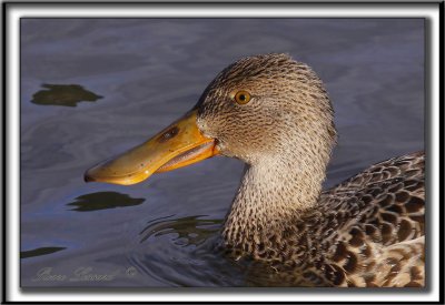 CANARD SOUCHET, femelle    -   NORTHERN SHOVELER  female     _MG_2390 a