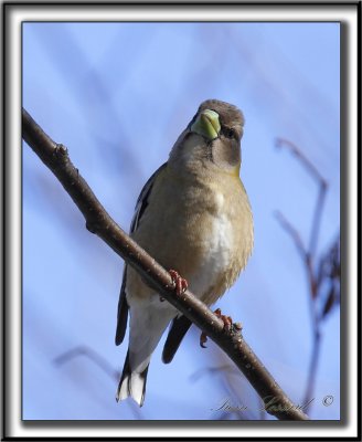 GROS-BEC ERRANT, femelle   /   EVENING GROSBEAK. female    _MG_0037 a