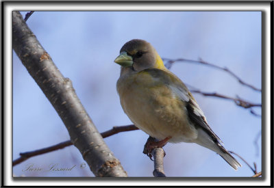 GROS-BEC ERRANT, femelle   /   EVENING GROSBEAK. female    _MG_0052 a