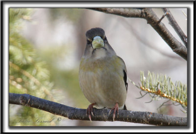 GROS-BEC ERRANT, femelle   /   EVENING GROSBEAK. female    _MG_0104 s 840 a