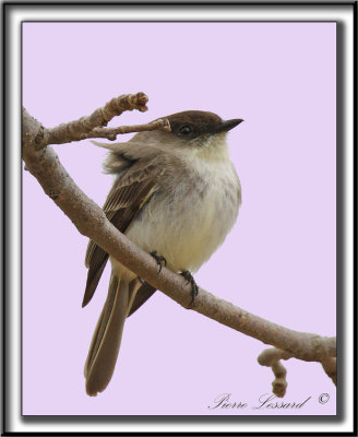 MOUCHEROLLE PHBI   /   EASTERN PHOEBE    _MG_1383 a