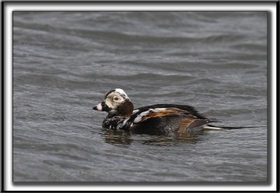 HARELDE KAKAWI,  mle en plumage d'hiver changeant en plumage d't   /    LONG-TAILED DUCK, male     _MG_1877 aa