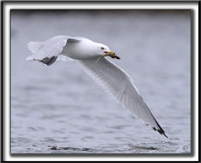 GOLAND  BEC CERCL  /  RING-BILLED GULL      _MG_2658 a a