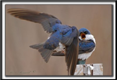 HIRONDELLE BICOLORE  -  TREE SWALLOW TAIL      _MG_1967 a   -    La madame tait pas contente / The Lady was not happy