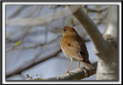 GRIVE FAUVE   /    VEERY    _MG_6227 a