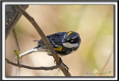 PARULINE  CROUPION JAUNE, mle    /   YELLOW-RUMPED WARBLER, male    _MG_5347 a