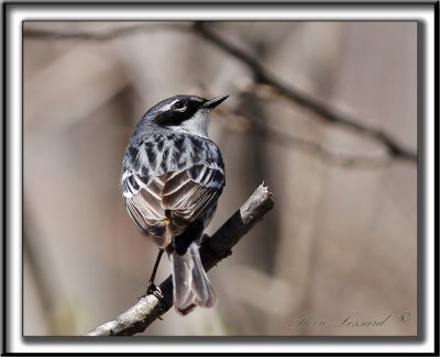 PARULINE  CROUPION JAUNE, mle    /   YELLOW-RUMPED WARBLER, male   _MG_5351 a