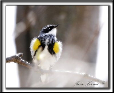 PARULINE  CROUPION JAUNE, mle    /   YELLOW-RUMPED WARBLER, male     _MG_5320  a