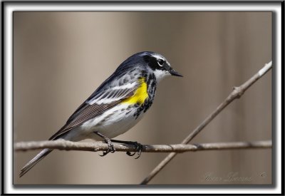 PARULINE  CROUPION JAUNE, mle    /   YELLOW-RUMPED WARBLER, male    _MG_5445 a