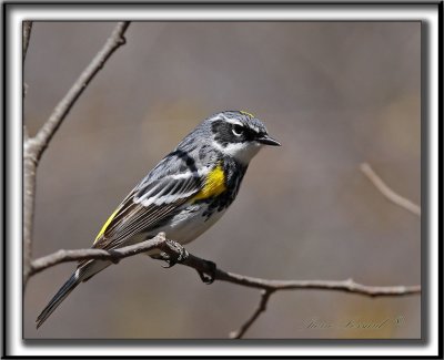 PARULINE  CROUPION JAUNE, mle    /   YELLOW-RUMPED WARBLER, male    _MG_5474 a