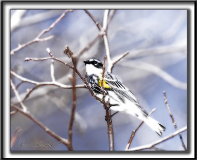 PARULINE  CROUPION JAUNE, mle    /   YELLOW-RUMPED WARBLER, male    _MG_6084 aaa+