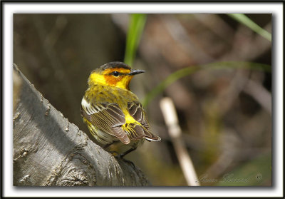 PARULINE TIGRE, mle    /    CAPE MAY WARBLER, male     _MG_0204 a