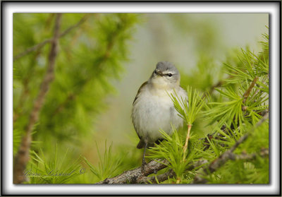 PARULINE OBSCURE   /   TENESSEE WARBLER    _MG_9536 a