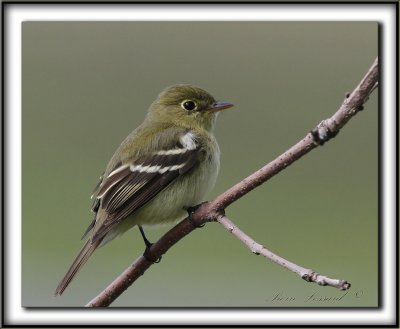 MOUCHEROLLE TCHBEC    /    LEAST FLYCATCHER     _MG_2271 a