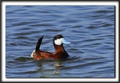 RISMATURE ROUSSE    /    RUDDY DUCK     _MG_3884 a