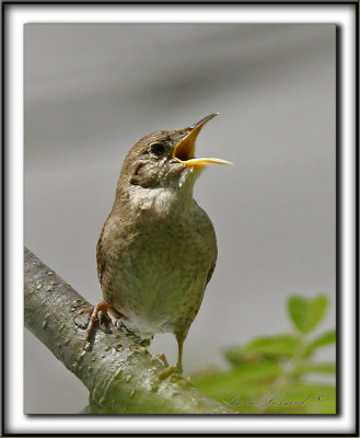 TROGLODYTE FAMILIER    /    HOUSE WREN     _MG_4417 a