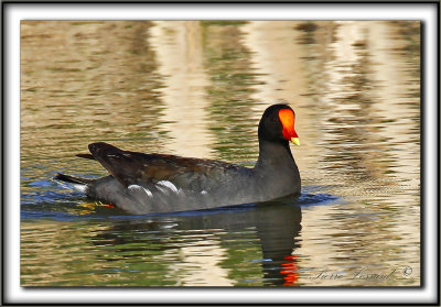GALLINULE POULE-D'EAU    /    COMMON MOORHEN     _MG_3394 a