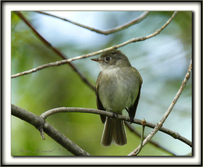 MOUCHEROLLE DES SAULES    /    WILLOW  FLYCATCHER     _MG_2781 a