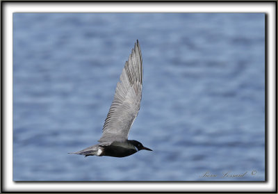 GUIFETTE NOIRE    /    BLACK TERN     _MG_3992 a