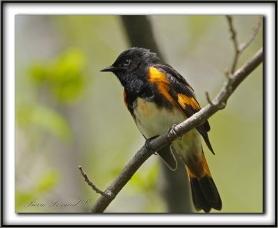 PARULINE FLAMBOYANTE, mle   /    AMERICAN RESTART, male   _MG_0070 a