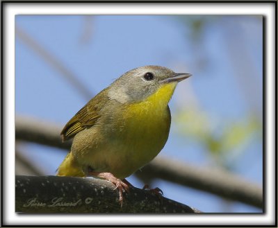  PARULINE MASQUE femelle  /  COMMON YELLOWTHROAT WARBLER, female      _MG_1556 a