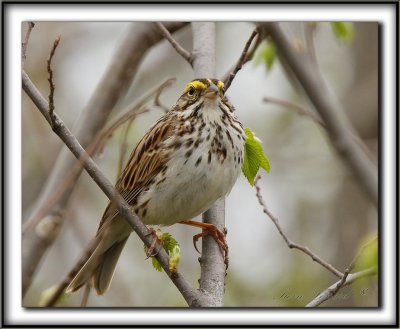 BRUANT DES PRS / SAVANNAH SPARROW     _MG_9068 a