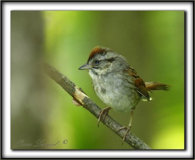 BRUANT DES MARAIS  /  SWAMP SPARROW      _MG_4290 a