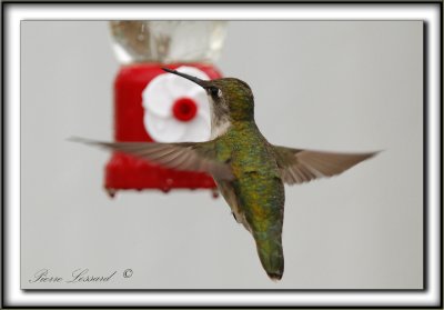 COLIBRI  GORGE RUBIS, femelle    /   RUBY-THROATED HUMMINGBIRD, female    _MG_0806 a