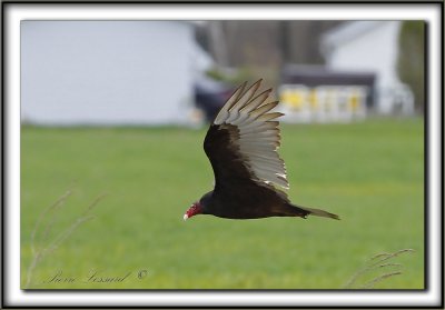 URUBU  TTE ROUGE  /  TURKEY VULTURE    _MG_6713 a