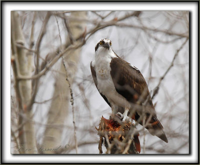 BALBUZARD  PCHEUR  /  OSPREY    _MG_3180 a conven