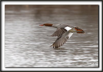 GRAND HARLE, femelle   /   COMMON MERGANSER, female     _MG_3508 a