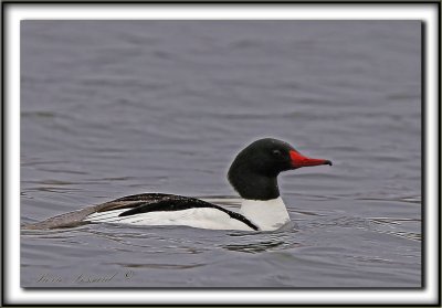 GRAND HARLE, mle   /   COMMON MERGANSER, male    _MG_3552 a