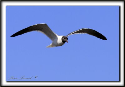 MOUETTE  ATRICILLE   /   LAUGHING GULL    _MG_6509 a