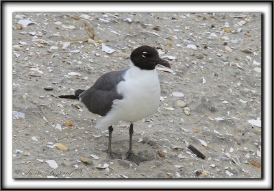 MOUETTE  ATRICILLE   /   LAUGHING GULL    _MG_6323 a