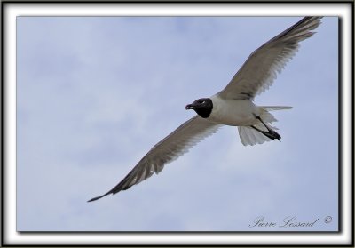 MOUETTE  ATRICILLE   /   LAUGHING GULL