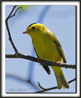 PARULINE  CALOTTE NOIRE, mle   /   WILSON'S WARBLER ( Black-capped), male    _MG_1711 a