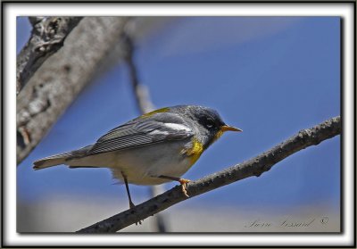 PARULINE  COLLIER , mle au printemps    /    NORTHERN PARULA, male in spring time     _MG_4794 a