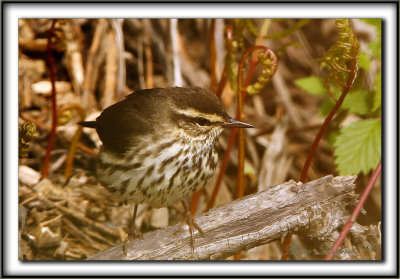 PARULINE DES RUISEAUX   /  NORTHERN  WATERTHRUSH    _MG_9690 a