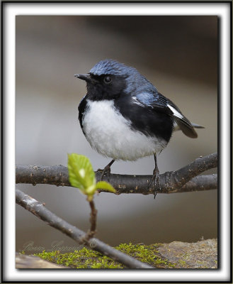 PARULINE BLEUE, mle  /  BLACK-THROATED BLUE WARBLER, male      _MG_7497 a