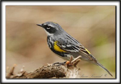 PARULINE  CROUPION JAUNE, mle    /   YELLOW-RUMPED WARBLER, male      _MG_8826 a