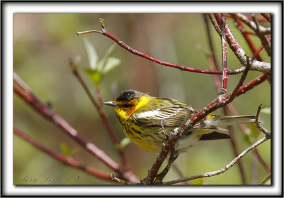 PARULINE TIGRE, mle    /    CAPE MAY WARBLER, male     _MG_0396 a