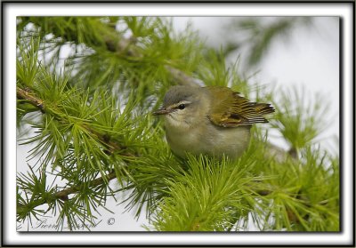 PARULINE OBSCURE   /   TENESSEE WARBLER      _MG_9601 a