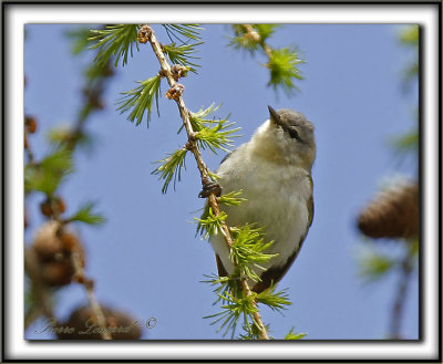 PARULINE OBSCURE   /   TENESSEE WARBLER      _MG_9808 a