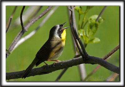  PARULINE MASQUE  mle  /  COMMON YELLOWTHROAT WARBLER, male     _MG_1154 a