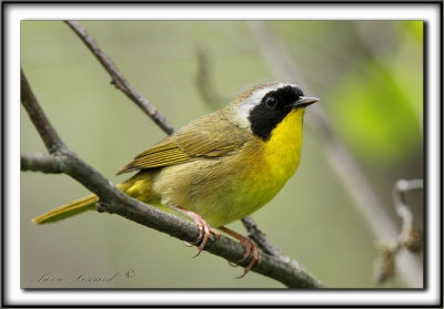 PARULINE MASQUE  mle  /  COMMON YELLOWTHROAT WARBLER, male     _MG_2782  a1