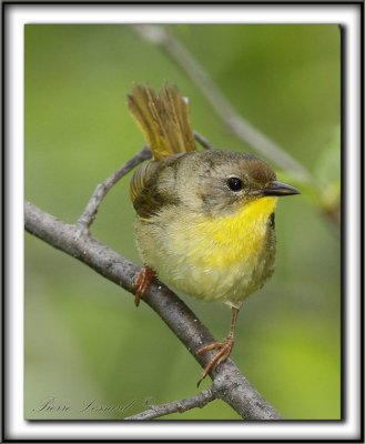  PARULINE MASQUE femelle  /  COMMON YELLOWTHROAT WARBLER, female      _MG_2742 a