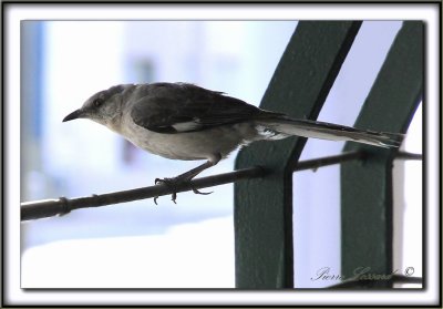 MOQUEUR POLYGLOTTE  /  NORTHERN MOCKINGBIRD     _MG_7060 a