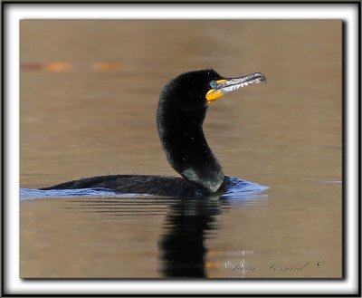 CORMORAN  AIGRETTES   /   DOUBLE-CRESTED CORMORANT    _MG_3704 a