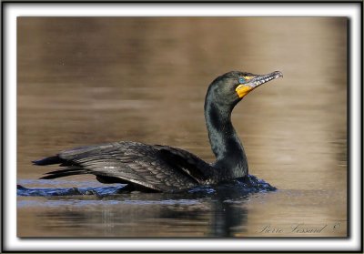 CORMORAN  AIGRETTES   /   DOUBLE-CRESTED CORMORANT    _MG_3708 a